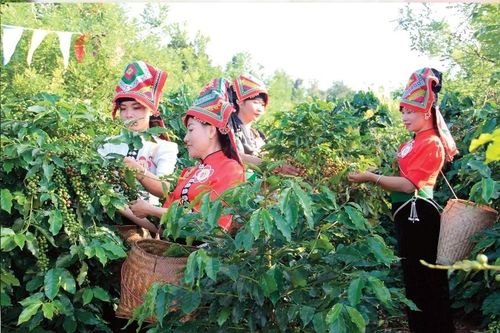 Sơn La đẩy mạnh xây dựng thương hiệu và nâng tầm giá trị cà phê Arabica