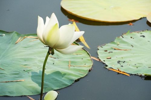 Mùa sen trắng tinh khôi ở hồ Tịnh Tâm trong Kinh thành Huế