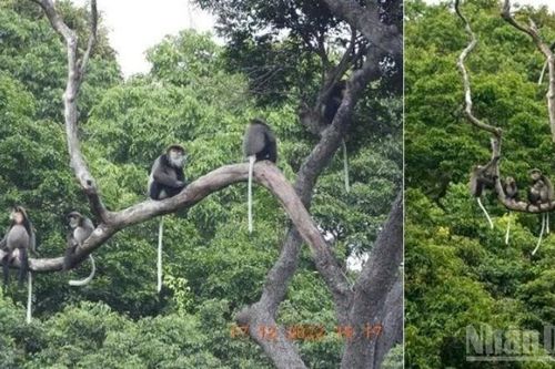 Phát triển, bảo vệ đàn linh trưởng quý hiếm: Giữ 'mạch sống' cho hệ sinh thái giữa đại ngàn Khánh Hòa