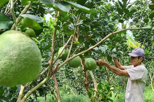 Dấu mốc mới của trái cây Việt