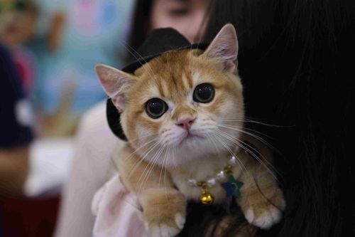 Lễ hội thú cưng quy mô quốc tế lần đầu tiên có mặt tại Thủ đô Hà Nội