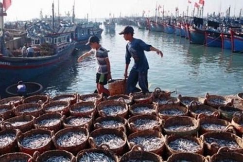 Định hình đối tượng nuôi chủ lực, mở hướng đi mới cho kinh tế biển