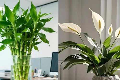 3 cặp cây phong thủy nên đặt cùng nhau để tạo nên thế 'song hỷ'