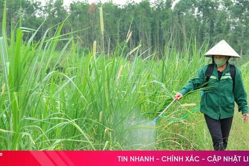 Hà Tĩnh chủ động kiểm soát, không để bùng phát dịch châu chấu tre