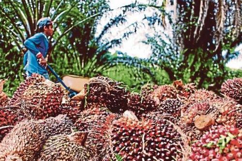 Xuất khẩu dầu cọ của Malaysia và Indonesia lên mức cao nhất trong nhiều tháng