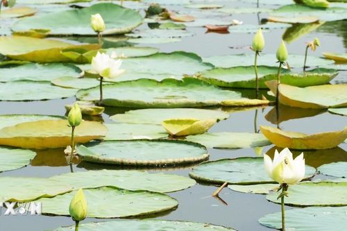 Mùa sen trắng tinh khôi ở hồ Tịnh Tâm trong Kinh thành Huế