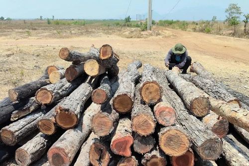 Gia Lai: Xác minh, xử lý vụ khai thác lâm sản trái phép vùng giáp ranh