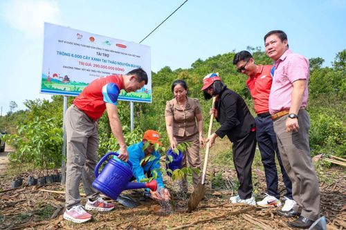 Quảng Ngãi: Mang lại màu xanh cho thảo nguyên Bùi Hui