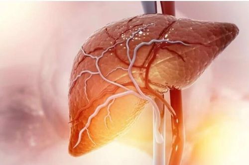 Lập bản đồ gene gan người, hé lộ cơ chế bệnh gan nhiễm mỡ