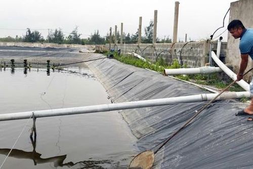 Quyết định mạo hiểm nuôi 'vua của các loài ốc', anh nông dân thu về tiền tỷ
