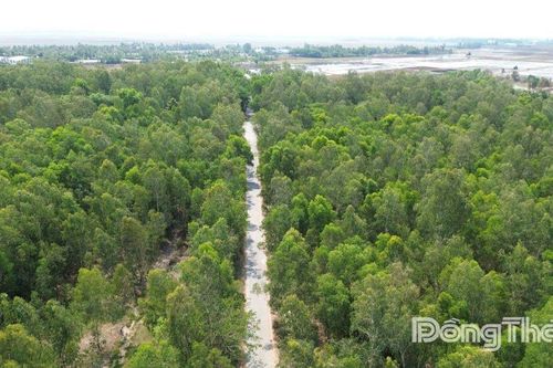 Đồng Tháp: Tăng cường kiểm tra, chủ động trong công tác phòng cháy rừng