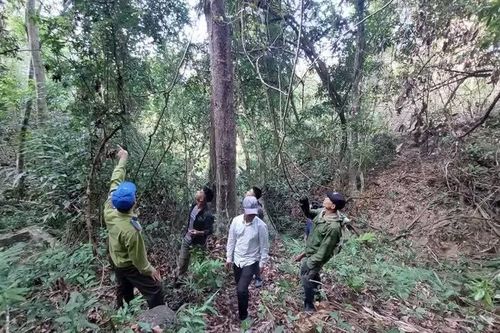 Gia Lai: Tăng cường kiểm tra, xử lý các hành vi vi phạm pháp luật về lâm nghiệp