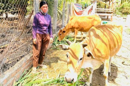 Mô hình hỗ trợ bò sinh sản theo nhóm hộ: Tạo sinh kế phù hợp, giúp thoát nghèo bền vững