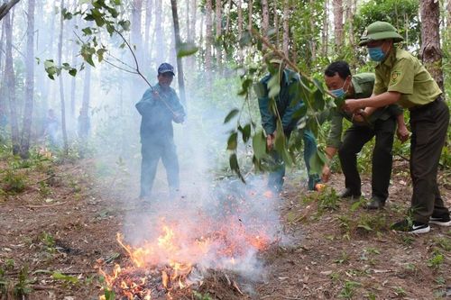 Gia Lai căng sức giữ rừng trong cao điểm nắng nóng