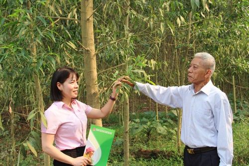 Phát triển kinh tế rừng bền vững
