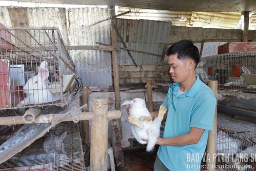 Anh Kiên nuôi thỏ làm giàu
