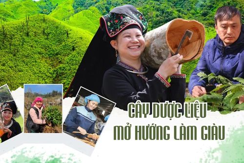 Cây dược liệu mở hướng làm giàu