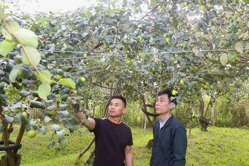 Những 'đầu tàu' kéo phong trào làm giàu ở Bát Xát