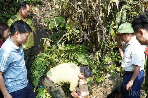 Xã Khánh Yên thả cá thể cu li lớn quý hiếm về môi trường tự nhiên