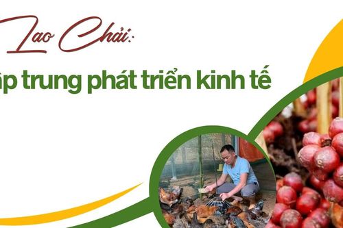 Lao Chải tập trung phát triển kinh tế