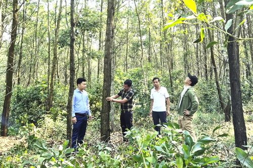 Nâng cao giá trị kinh tế từ phát triển rừng bền vững
