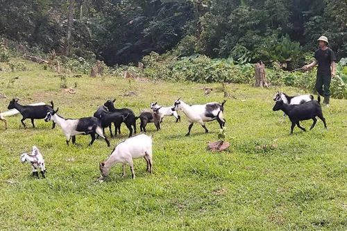 'Phép tính' làm giàu của một cựu chiến binh