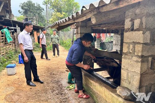 Nghiên Loan chủ động phòng, chống dịch bệnh trên đàn vật nuôi