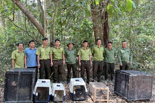 Thả nhiều cá thể động vật hoang dã về rừng