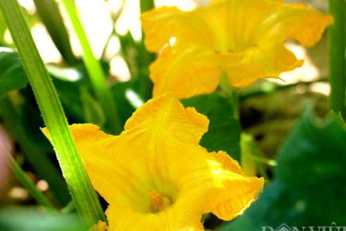 Loại hoa quê từng vào lời ca, nay thành món 'đắt khách', giàu chất chống oxy hóa, hỗ trợ phòng bệnh