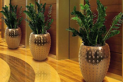 Đặt đúng vị trí 3 loại cây này trong nhà, giúp cân bằng năng lượng, dễ gặp may mắn