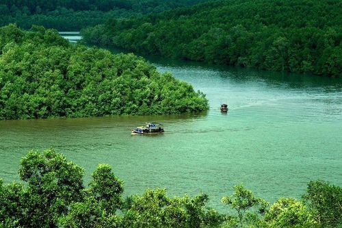 Loài bò sát nhỏ bé 'tàng hình' suốt gần 100 năm bất ngờ lộ diện ở Việt Nam, có gì đặc biệt?