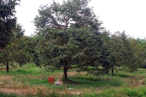 Người đàn ông tử vong cạnh khẩu súng trong vườn sầu riêng: Những dấu vết bất thường để lại tại hiện trường