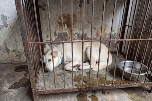 Dân mạng cảnh báo kẻ xấu dùng AI ghép ảnh chó mèo lạc để đòi tiền chuộc
