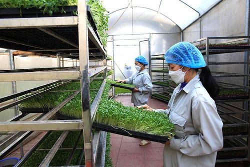 Kinh tế trang trại: 'Mắt xích xanh' trong tái cơ cấu nông nghiệp Thủ đô