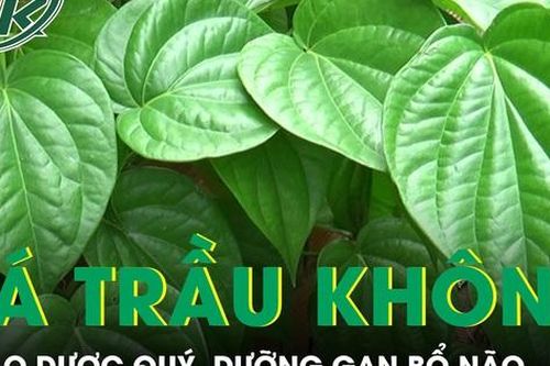 Lá trầu không thảo dược quý, dưỡng gan bổ não