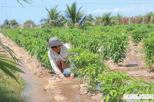 Vùng đất 'tâm hạn' ở Khánh Hòa được hồi sinh