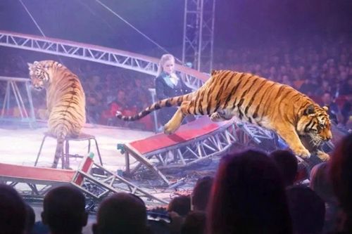 Nga: Lưới chắn đổ sập trong lúc biểu diễn, hổ xiếc nhảy vào ghế khán giả