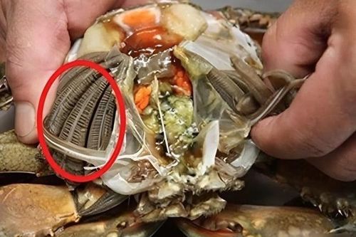 Bộ phận bẩn nhất của cua, chứa nhiều tạp chất và vi khuẩn