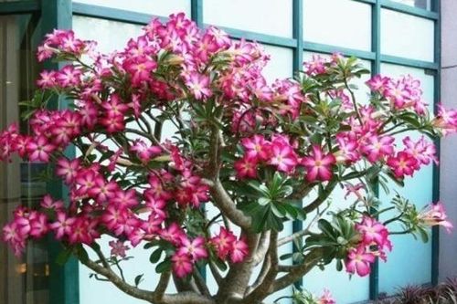 Cảnh báo đến những gia đình đang trồng hoa sứ