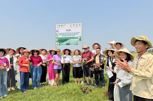 Khởi động dự án phụ nữ dẫn dắt sinh kế xanh từ cây hoa súng
