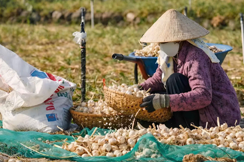 Thư về tòa soạn: Để thương hiệu tỏi Lý Sơn vươn xa