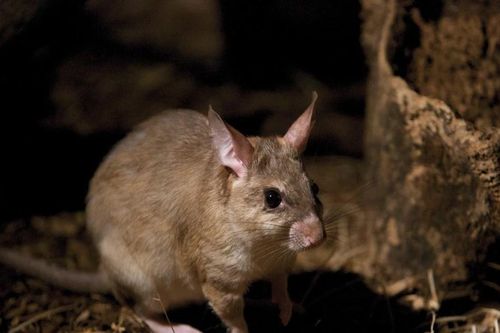 Độc lạ con vật lai chuột - thỏ - kangaroo chỉ có trên đảo Madagascar