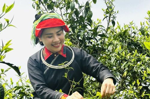 Lên Tây Côn Lĩnh thưởng trà Shan tuyết cổ thụ