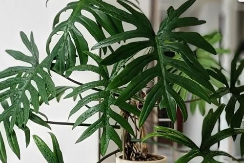 3 loại cây nên đặt trong phòng ngủ