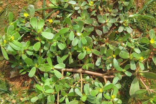 Loại rau mọc dại khắp vườn, hỗ trợ đào thải sỏi thận