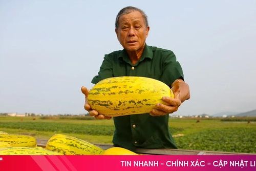 Được mùa dưa, nông dân Cổ Đạm phấn khởi thu hoạch