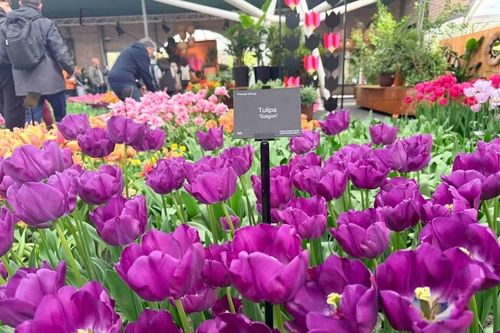 Hoa tulip - 'sứ giả mùa Xuân' thúc đẩy kinh tế và du lịch Hà Lan