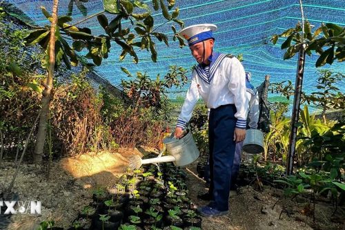 Cây cũng 'học làm lính' ở nơi đầu sóng