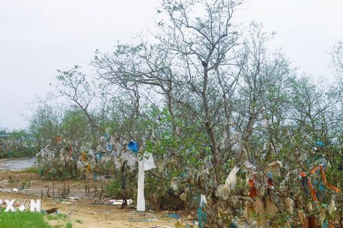 Nghệ An thu gom rác ở khu vực rừng ngập mặn ven sông Lam sau phản ánh của TTXVN
