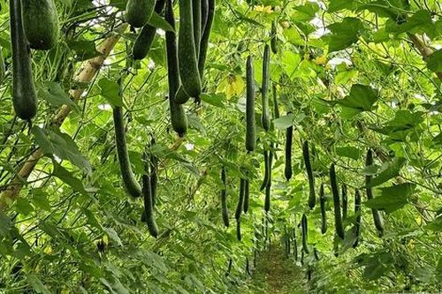 Trồng cây giải nhiệt 'bình dân', anh nông dân bỏ túi hàng trăm triệu đồng/năm